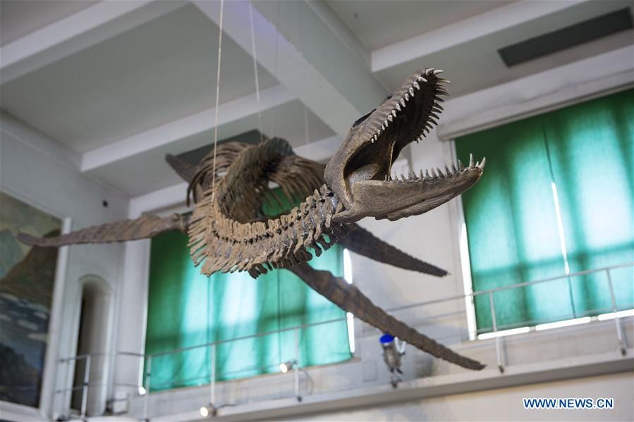 Argentina displays 65-mln-year-old plesiosaur - CGTN