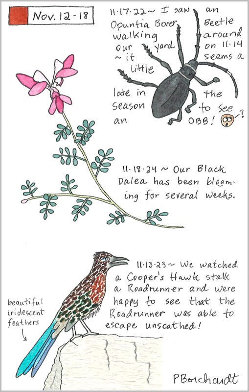 Perpetual Journal, week of Nov. 12-18: Black Dalea Flower (2024); Roadrunner (2023); Opuntia Borer Beetle (2022) Perpetual Journal, week of Nov. 12-18: Black Dalea Flower (2024); Roadrunner (2023); Opuntia Borer Beetle (2022)