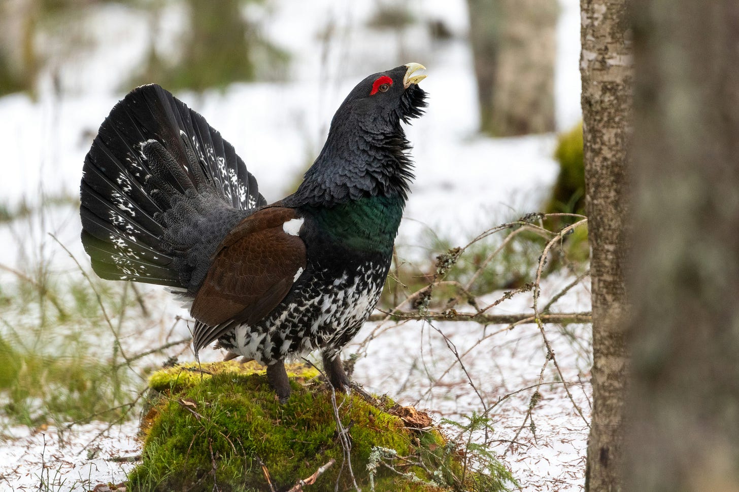 A male capercaillie, a black grouse-like bird with a fan tail like a turkey and bright red eyebrows, perches on a rock A male capercaillie, a black grouse-like bird with a fan tail like a turkey and bright red eyebrows, perches on a rock