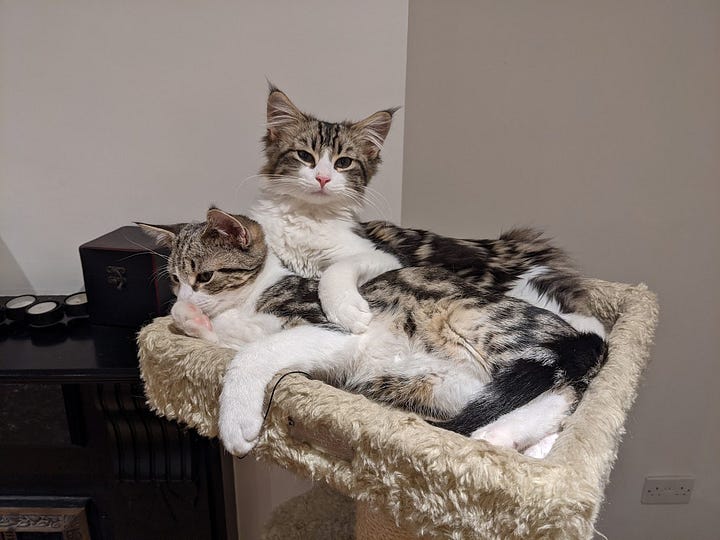 L - A picture of a mackerel short-haired kitty looking adorable at the camera. R- A picture of two mackerel kittens - one short hair, one long hair, sitting on a cat tree. 