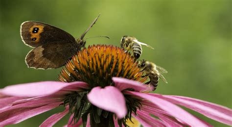 At Home Science: Powerful Pollinator Activities with the WET Science ...