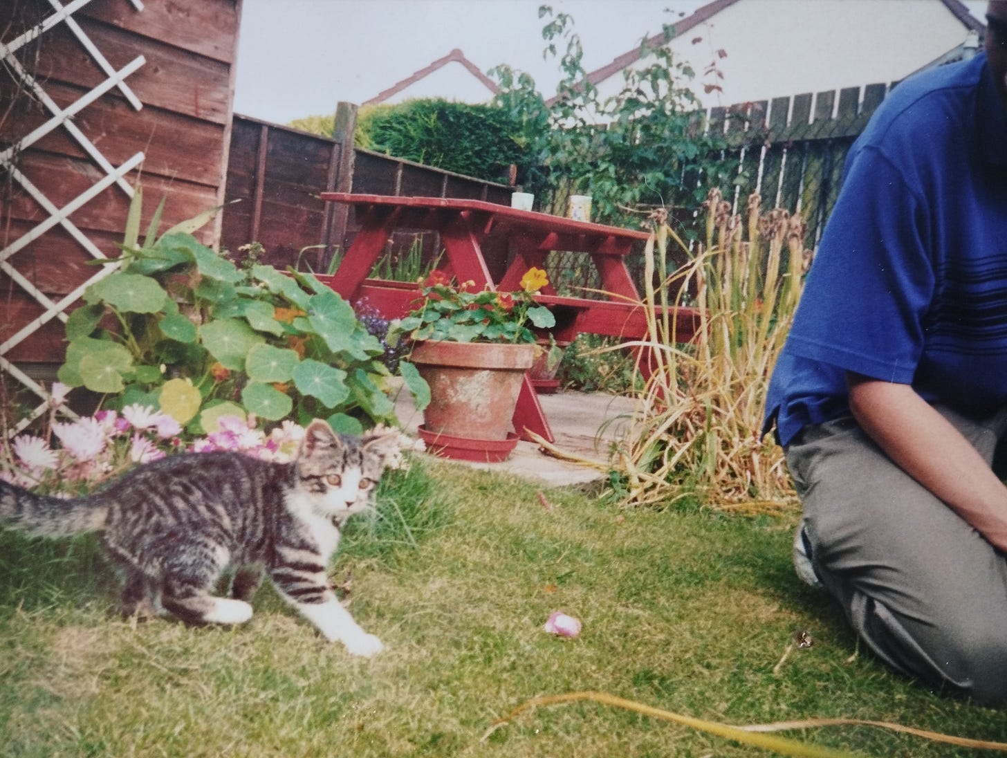 A striped kitten playing in a garden