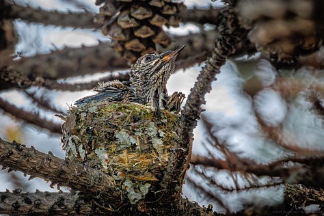 Three Anna's Hummingbird mommas and their nests visited over the past few days.