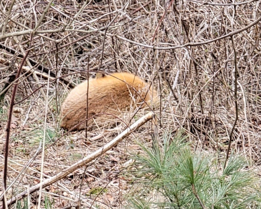 Sleeping fox