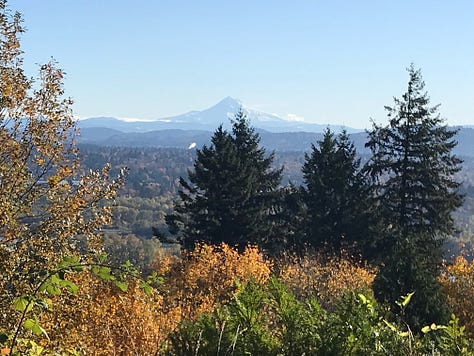 Forests, trees, and colorful leaves