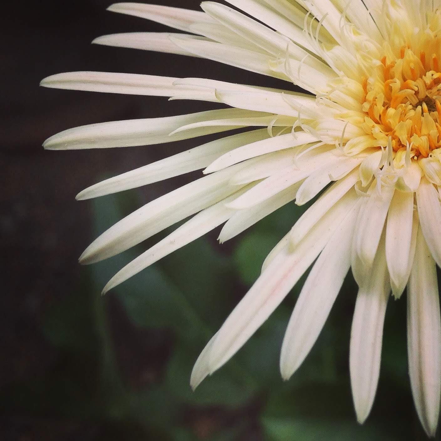 a flower in bloom