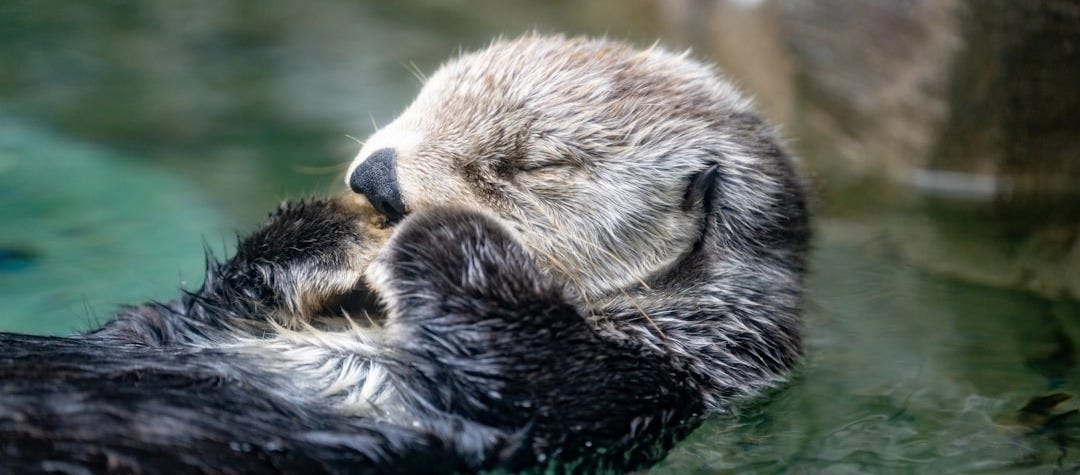 A wet otter swimming in a pool of water