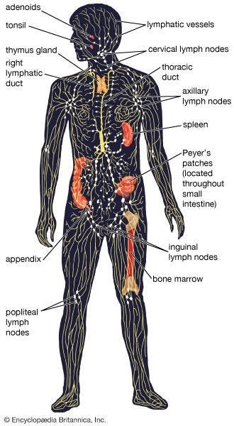 diagram of the human lymphatic system diagram of the human lymphatic system