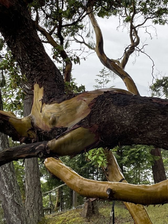 An arbutus tree slick with rain that looks a little like a torso