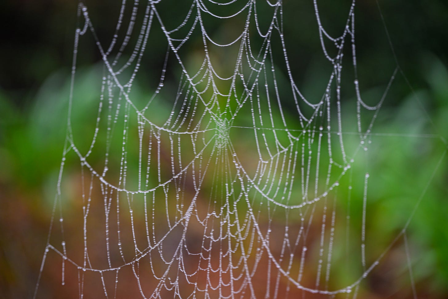 A close-up of a spider web