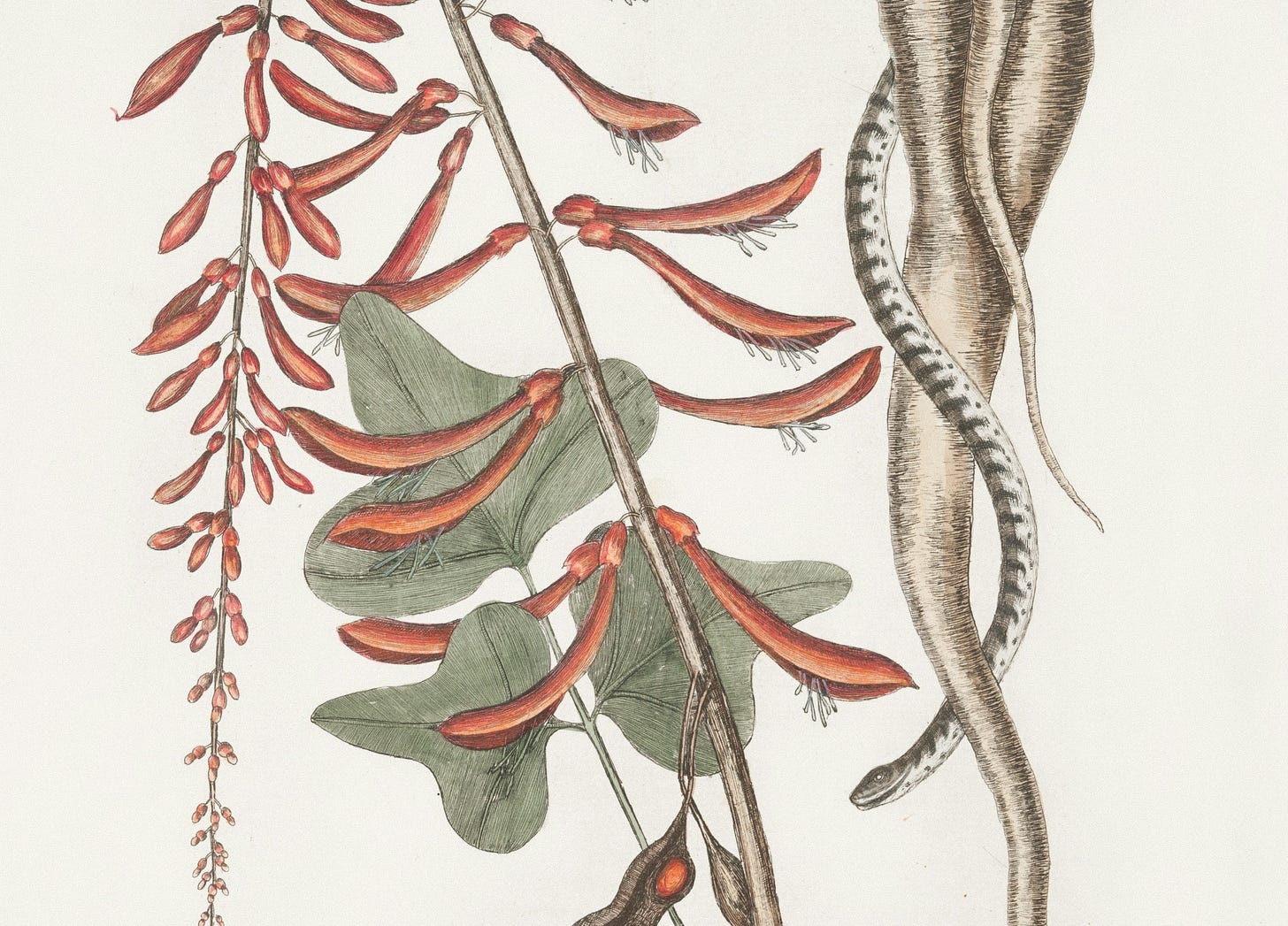 Botanical illustration of seed pods arranged around a vertical twig, and a root with a snake spiraling down it Botanical illustration of seed pods arranged around a vertical twig, and a root with a snake spiraling down it
