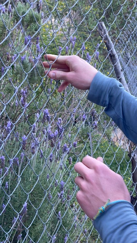 rosemary lavender tea