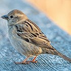 Âm thanh của những ngày bình yên 