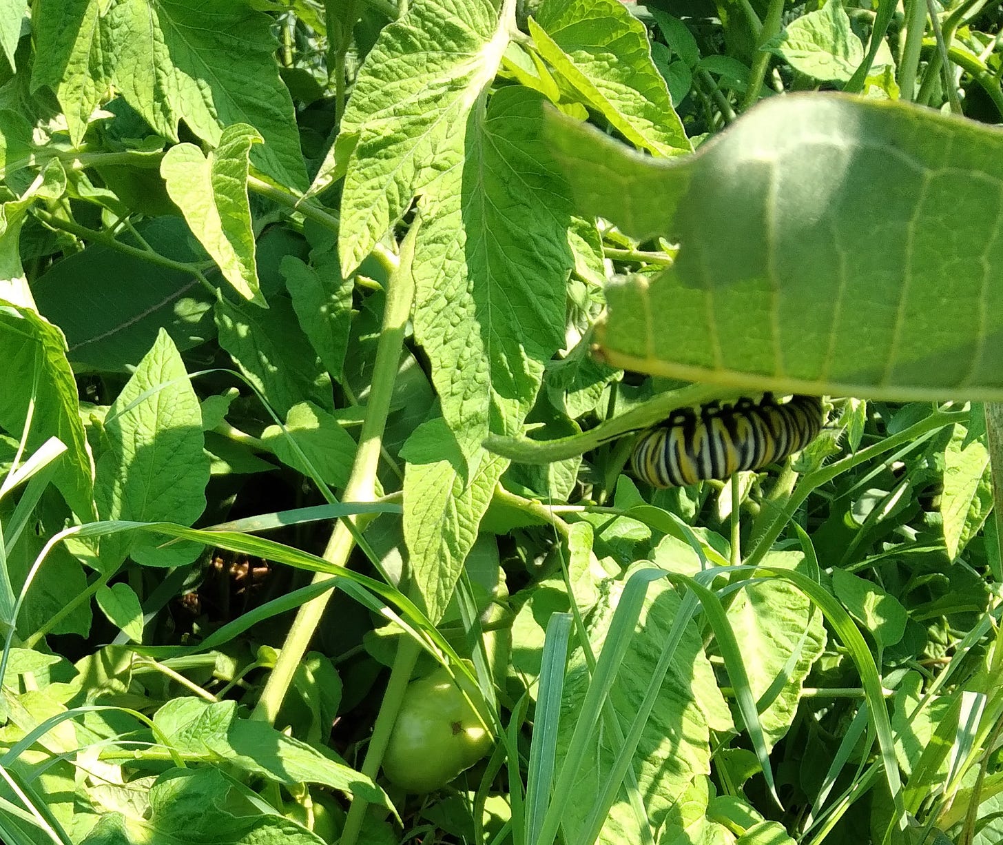 A monarch caterpillar crawls upside-down along a milkweed plant. Tomatoes hang from a tomato plant in the background.