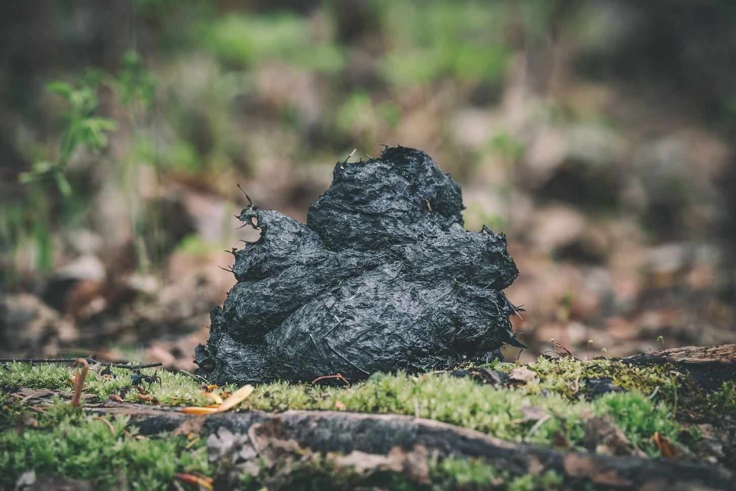 Black Bear Poop