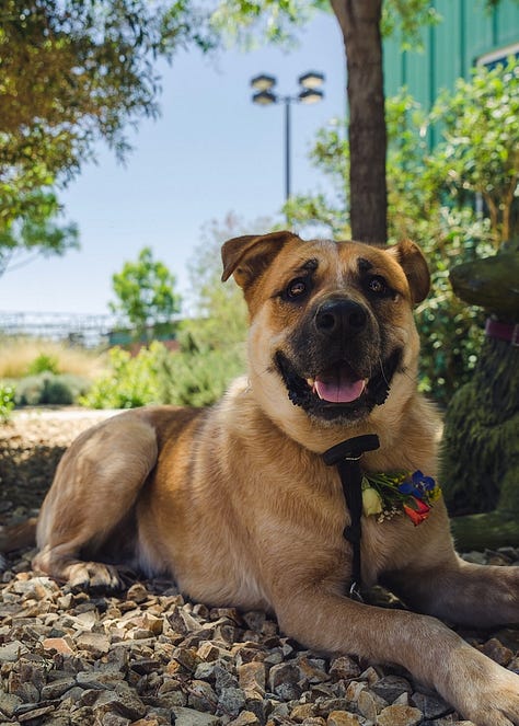 new mexico brown dog Reggie