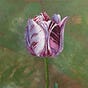 A broken tulip by Maaike