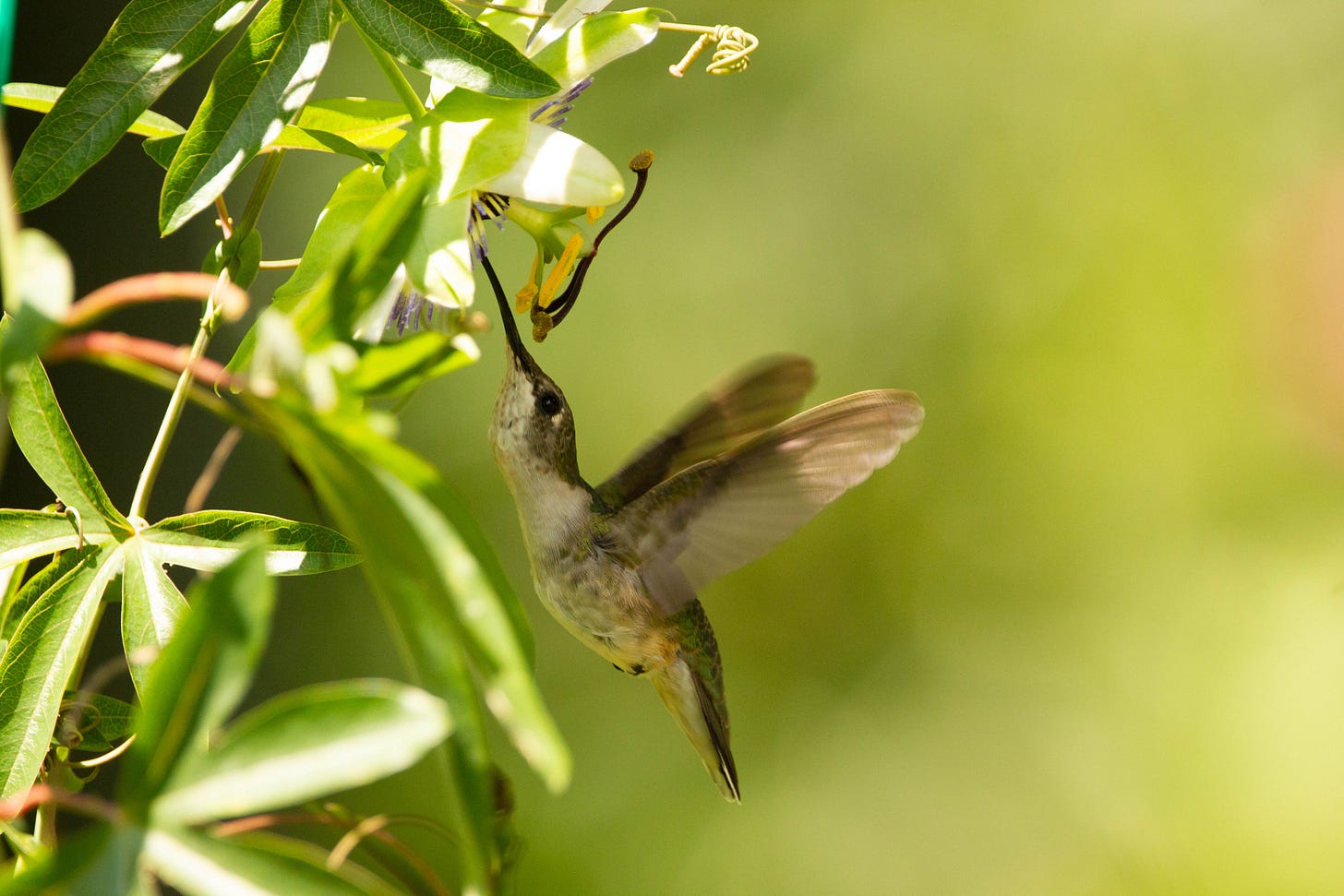 An olive green and white hummingbird pointing a long black bill into a flower, in profile, mostly obscured by leaves, with white petals and a dark purple fringe around the flower's center.