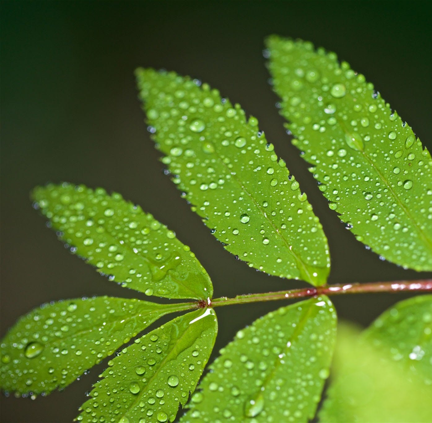 Fresh green leaves with water droplets. Close-up of a bright green leaf covered in raindrops, with a reddish-berry stem against a dark forest-green background. These natural greens and berry tones inspired The Antidotes brand colors. Fresh green leaves with water droplets. Close-up of a bright green leaf covered in raindrops, with a reddish-berry stem against a dark forest-green background. These natural greens and berry tones inspired The Antidotes brand colors.