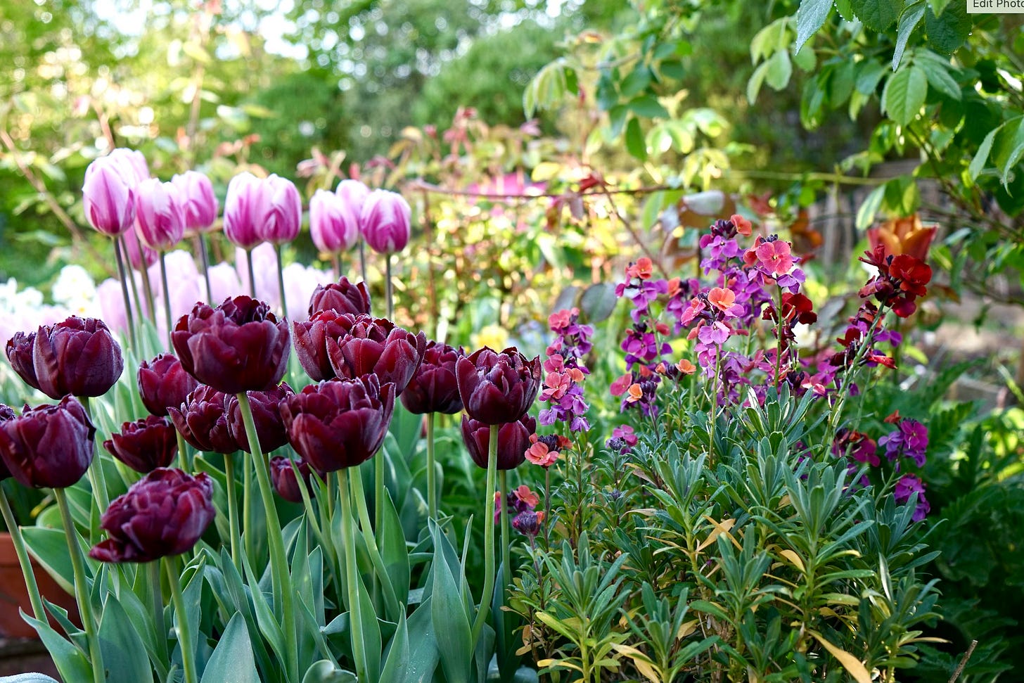 tulips in a cottage garden