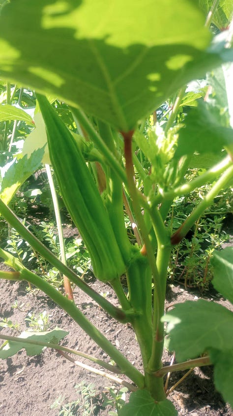  A close up of a green okra plant with flower buds. A close up of a white flower on an okra plant. A close up of an okra fruit on the plant. 