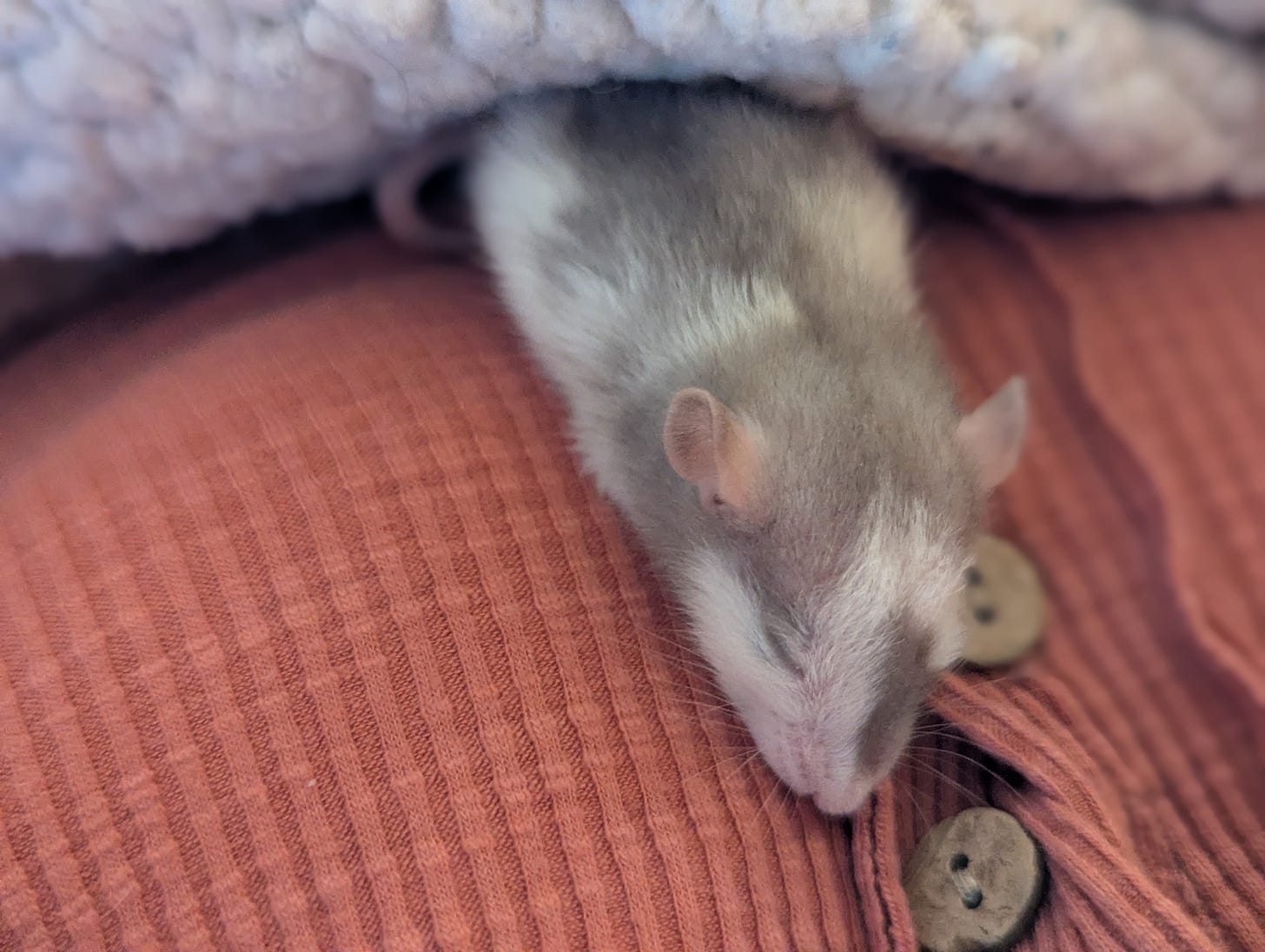 a tan and white baby rat snuggles under a blanket