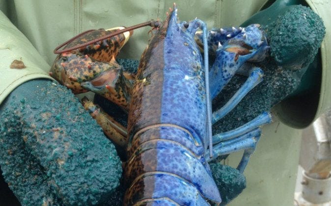 gynandromorph lobster gynandromorph lobster