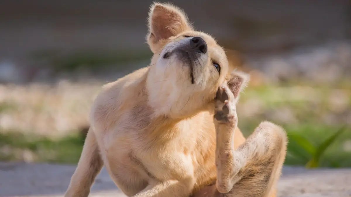 paulkrugman.substack.com