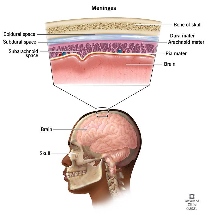 Meninges Around the Brain Meninges Around the Brain