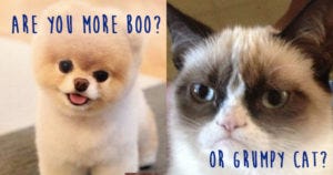 Which of these pets are more your tastes? Which of these pets are more your tastes?