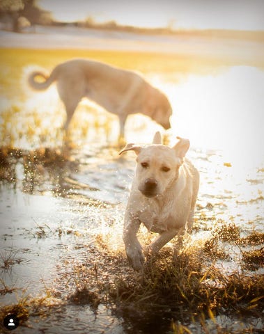 Having Two Dogs, Dogs running in the park playing by Dog photographer Ron Schmidt