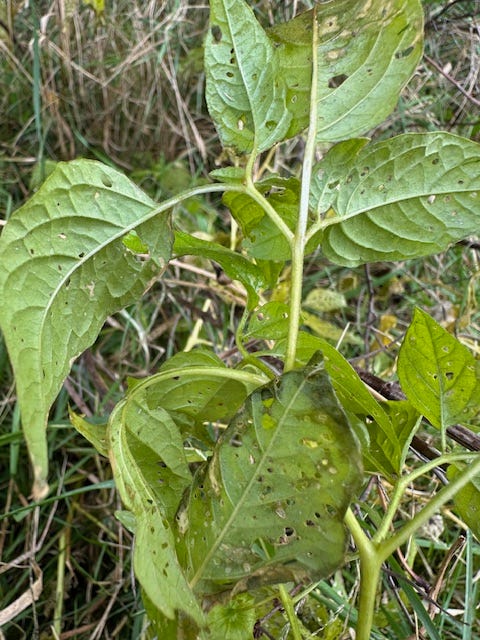 ground cherry leaf venation