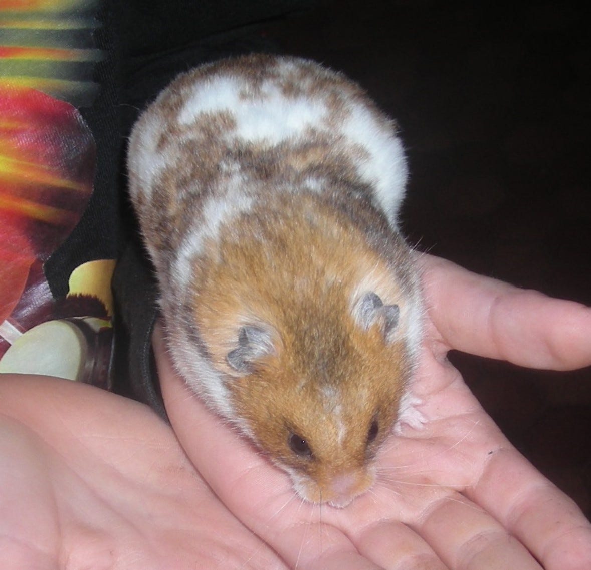 The hamster