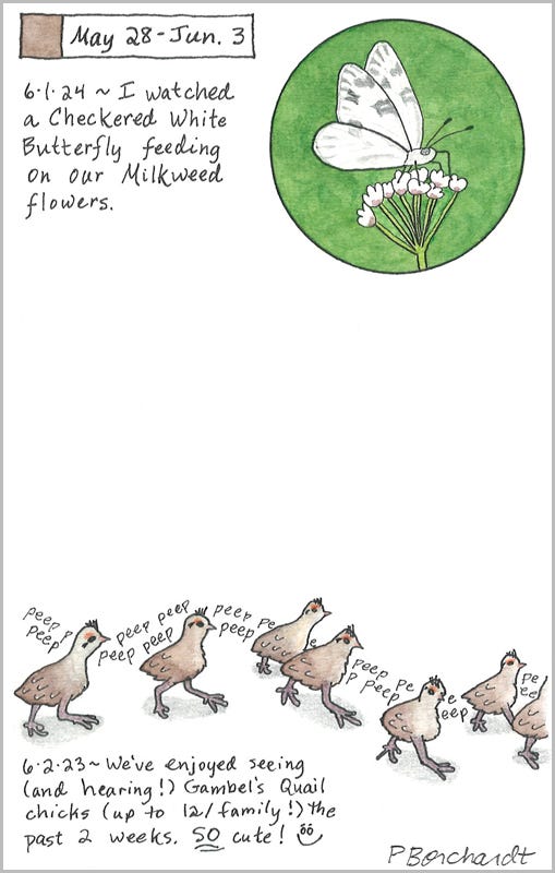 Perpetual Journal, week of May 28 - Jun. 3: Checkered White Butterfly (2024); Gambel's Quail Chicks (2023) Perpetual Journal, week of May 28 - Jun. 3: Checkered White Butterfly (2024); Gambel's Quail Chicks (2023)