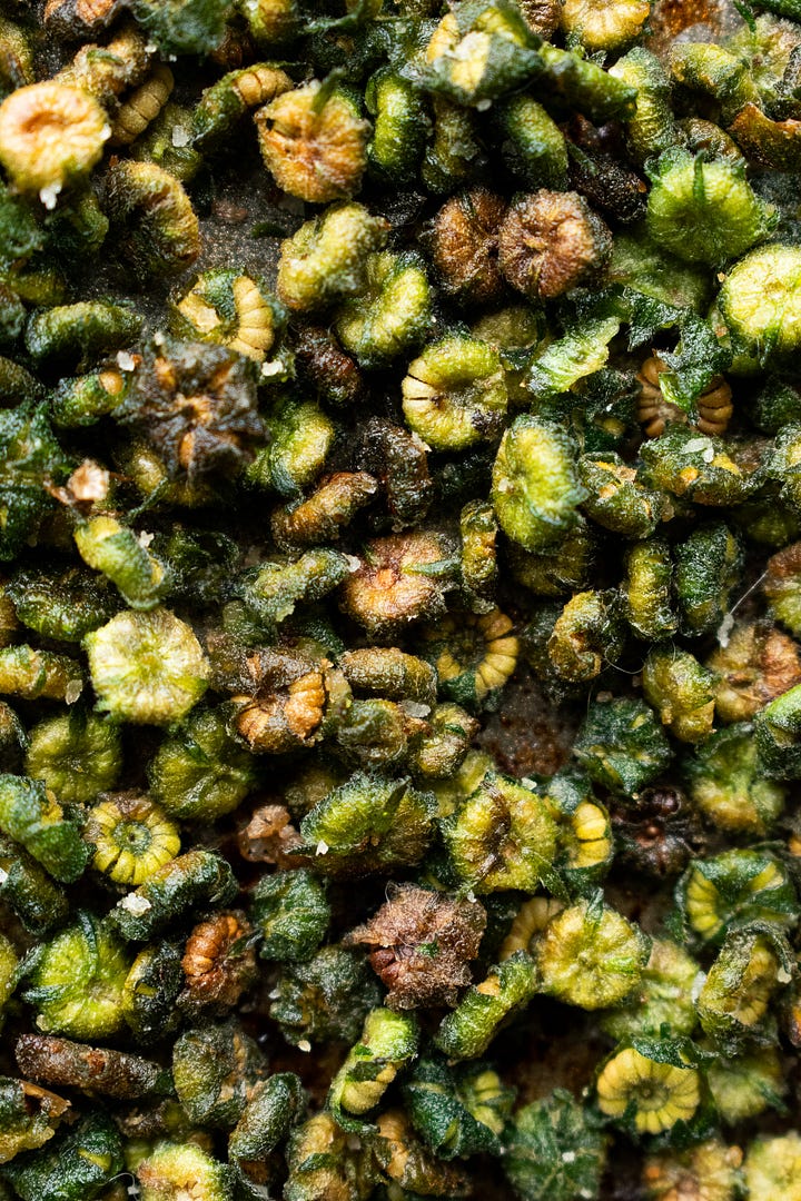 Recipe for mallow seeds, shot by JB Douglas for The Wild Grocery