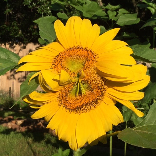 A mutated daisy that looks like a yellow mouth with white petals and a double-headed sunflower. Two types of mutant flowers.