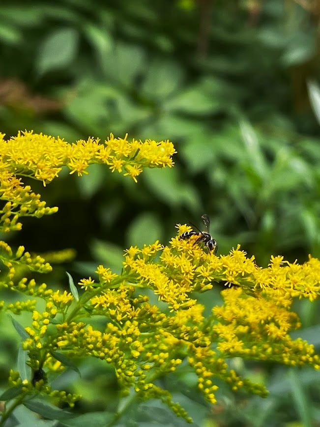 A small mining bee feeding on the flowers of goldenrod with a green leafy background