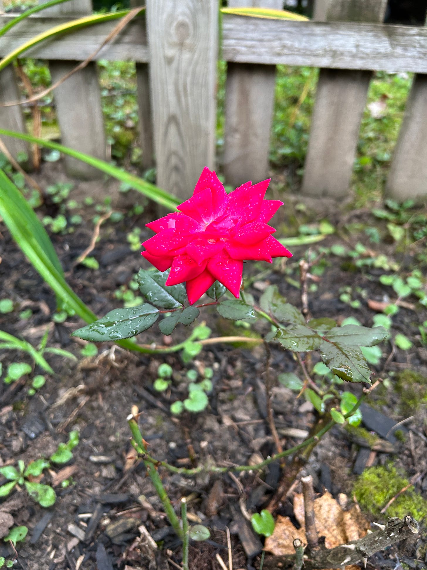 Photo of a bright pink rose on a tiny rosebush.