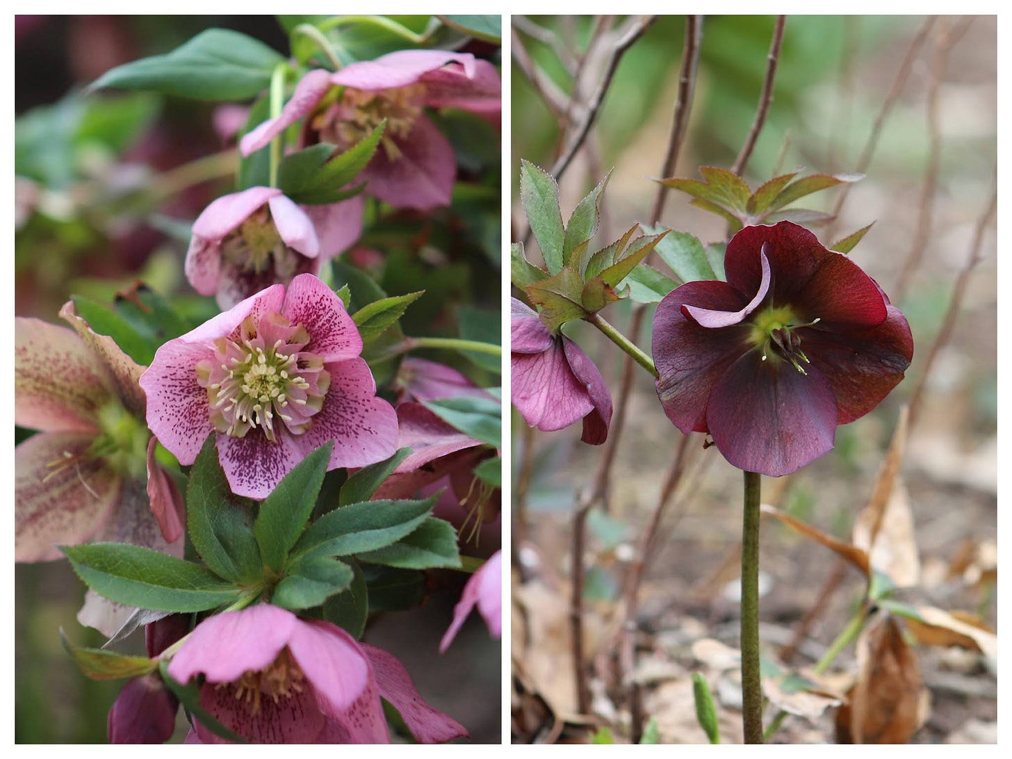 Hellebores at Polly Hill Arboretum, Sixburnersue Hellebores at Polly Hill Arboretum, Sixburnersue