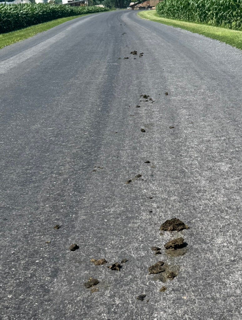 Horse manure on a country road Horse manure on a country road