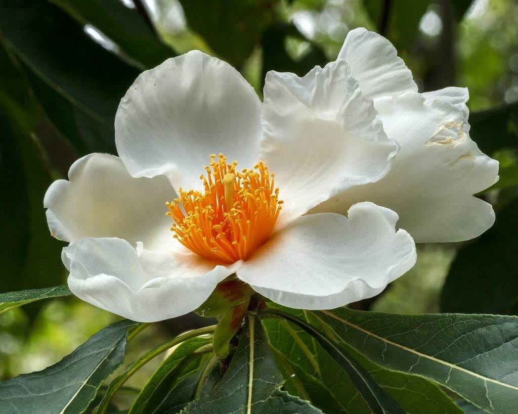 Franklinia alatamaha Franklinia alatamaha