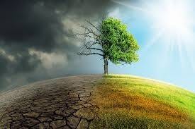 May be an image of tree