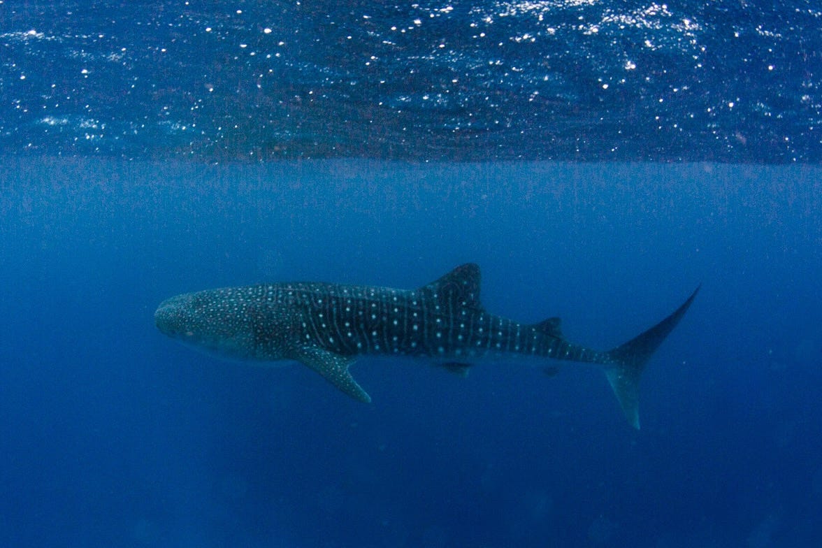 Whale Shark, Ningaloo Reef, Western Australia