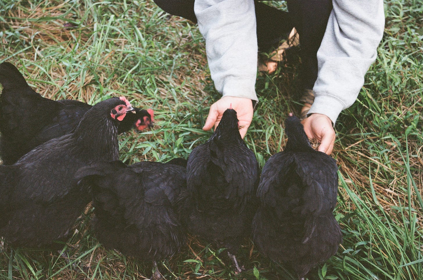 man feeding chickens, homestead, gardening, farming, black chickens, homegrown, organic, film photography, portrait 160 man feeding chickens, homestead, gardening, farming, black chickens, homegrown, organic, film photography, portrait 160