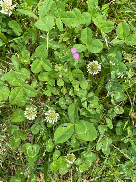 First image is a row of homeade ravioli being formed. Next is a photo of me in a blue sweatshirt and the final is an image with a little section of our clover covered yard.