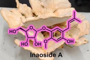 Researchers from Japan discovered a new antioxidant, Inaoside A, along with three other known bioactive compounds, from Laetiporus cremeiporus, an edible mushroom variety.
