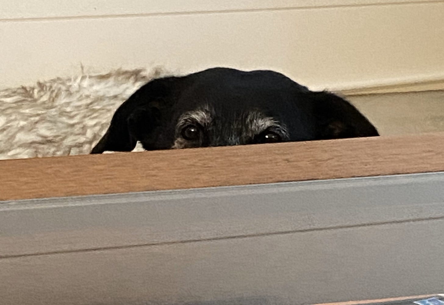 Head of black senior dog peeking up above cocktail table