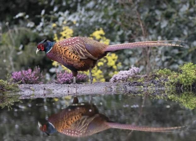 A pheasant standing on the edge of a pond

AI-generated content may be incorrect.