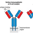 The Adaptive Elite: Unmasking B Cells and T Cells, The Immune System’s Secret Identities