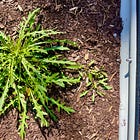 haphazard arugula: an essay about quitting my job